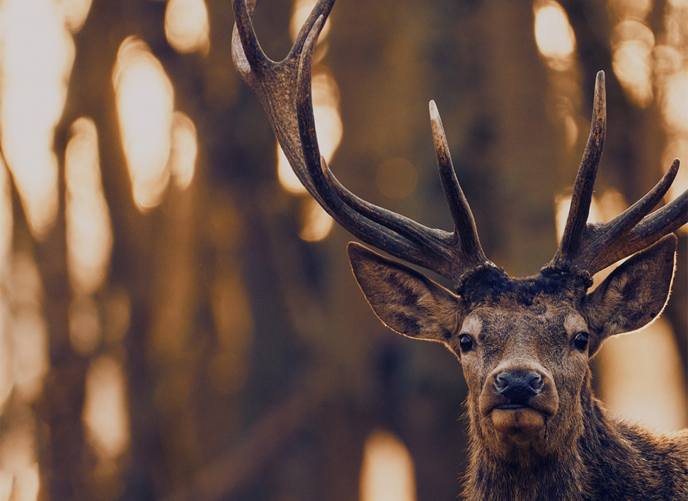 élagueur et paysagiste aix-en-provence